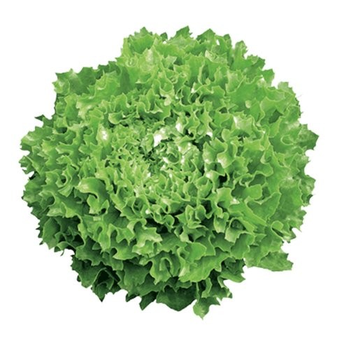 Bio Eichblattsalat grün 1 Stück